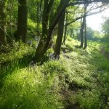 Bluebell wood