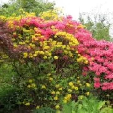 Branklyn Gardens jpg10