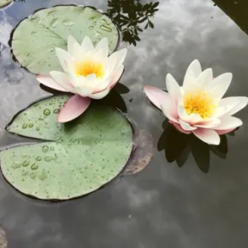 Water Lillies