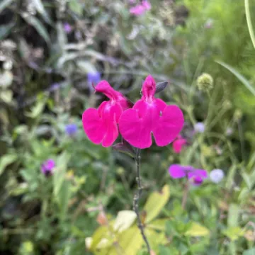 55DBE932-F44A-4A21-9220-4412FDAB5AA8