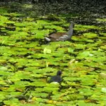 Ness Gardens jpg36