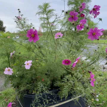Summer planter