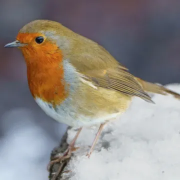 winter robin