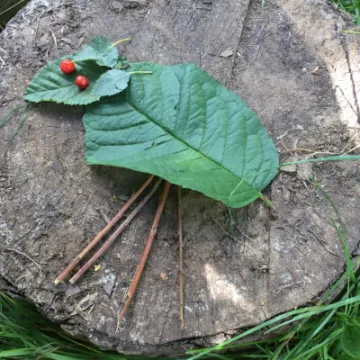 Forest schools