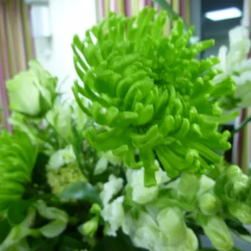 Flower Club march 23 3