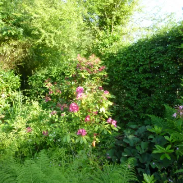 Flower Club Firs Garden June 2023 MD P1040280