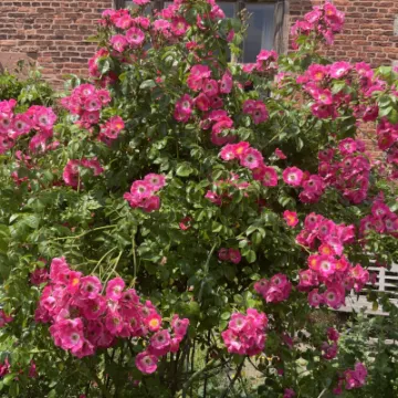 4520ACC1-75BC-4944-A5C2-86890EE1EB9B