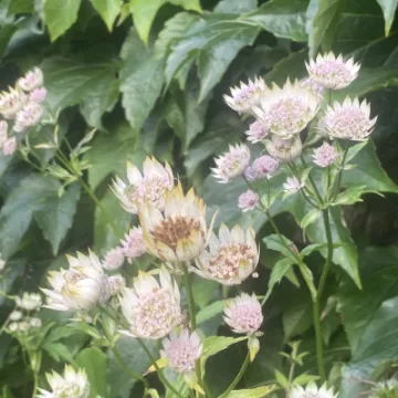 open garden weekend 2