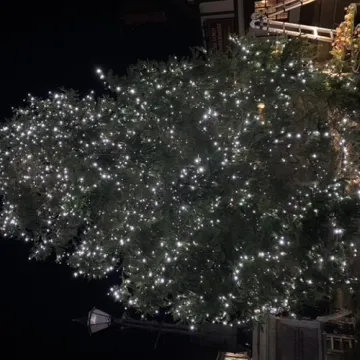 ADAS taking down trees