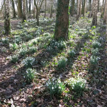 Snowdrops