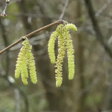 Hazel Catkins