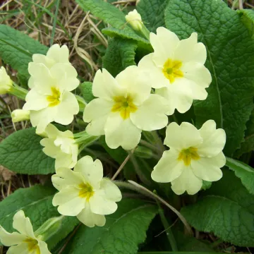 Primrose