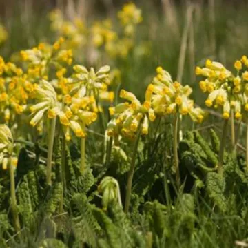 Cowslips