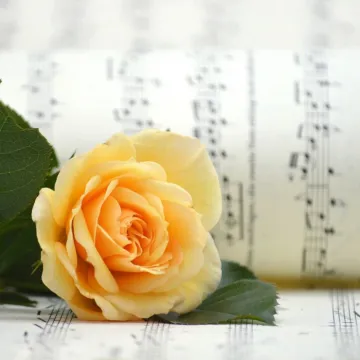 A yellow rose laying on some sheet music