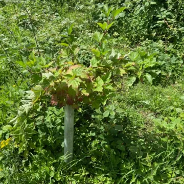 Sapling Damage
