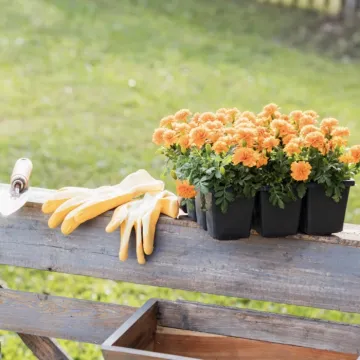 Planting marigolds