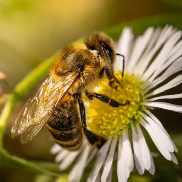 Bee, nature, flower background
