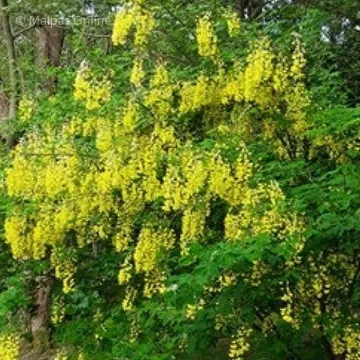 Parish News Magazine