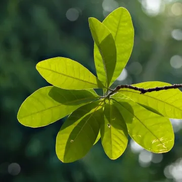 Green leaves, leaves, foliage