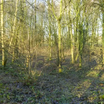 Wilding Area 9