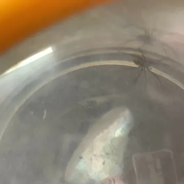 16.5