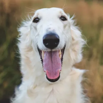 Borzoi-Head-Portrait-Outdoors
