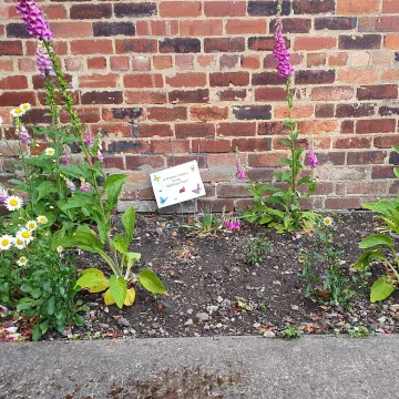 SAM wildflower patch