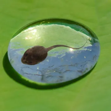 Tadpole, water