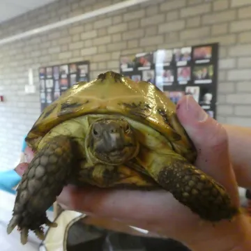 Gertrude the tortoise