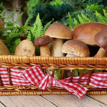 Mushrooms, edible mushrooms, forest mushrooms