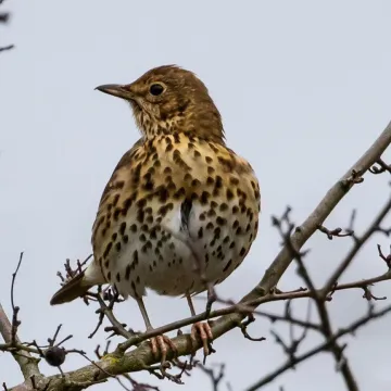 Mistle thrush, thrush, songbird, european thrush, feathers, wilderness, outdoor, song thrush, mistle thrush, mistle thrush, mistle thrush, thrush, thrush, song thrush, song thrush, song thrush, song thrush, song thrush