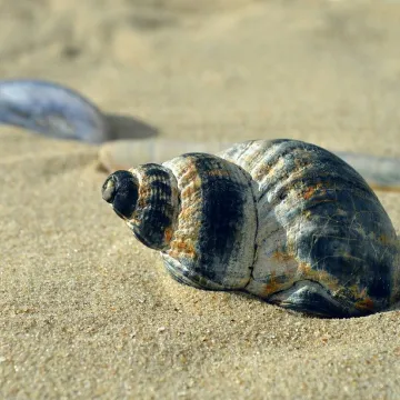 Shellfish, mollusc, casing, snail shell, spiral, shell spiral, crustaceans, sleeve, beach, nature, maritime, summer, was standing, vacation, to travel, texture, aquatic animals, coast, shell, hd background, sea animals, nature background