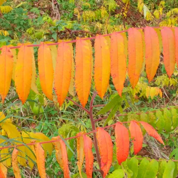 RR Sumach Splendour F6911