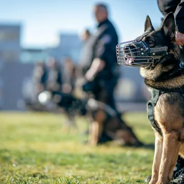 Police officers and German Shepherds during a
