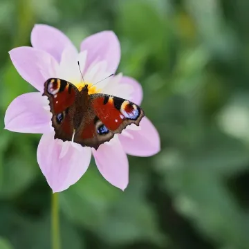 Peacock butterfly, butterfly, dahlia, nature, blos