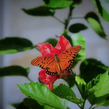 Butterfly, nature, animal, flower, wings, pollinat