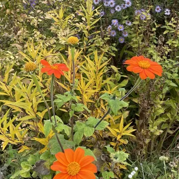 Autumn garden