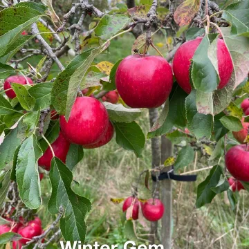 1winter Gem