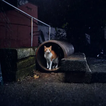 Mrsbaxter_abandoned &ndash; Pipe 1_0357