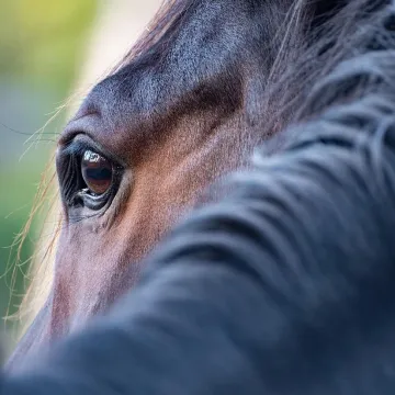 Horse, eye, mane, close up, horse eye, horse