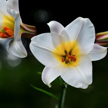 Lilies