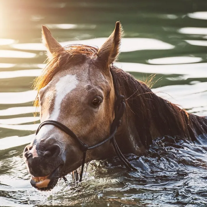 Horse, pony, lake, water, swim, nature, foal