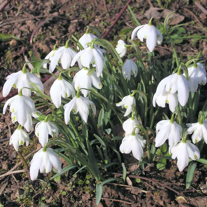 Snowdrop 3