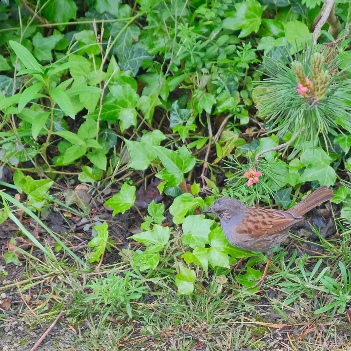 RR Dunnock F9332