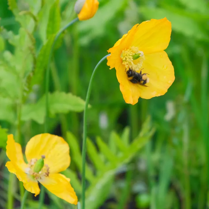 RR Bumblebee in Welsh Poppy F9344