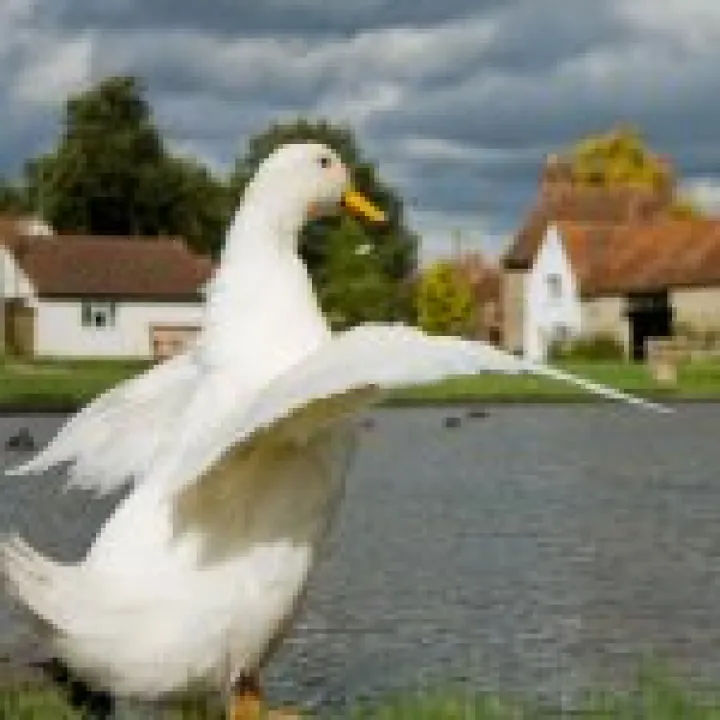 Duck Stretch 01