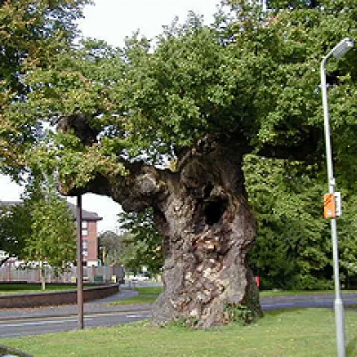 Old tree