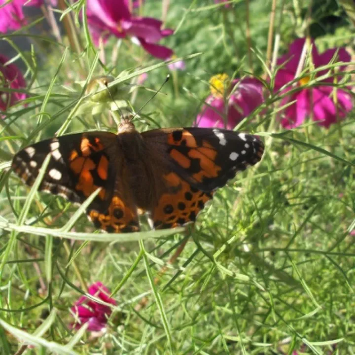 22-9-16- resting on Cosmos flowers-
