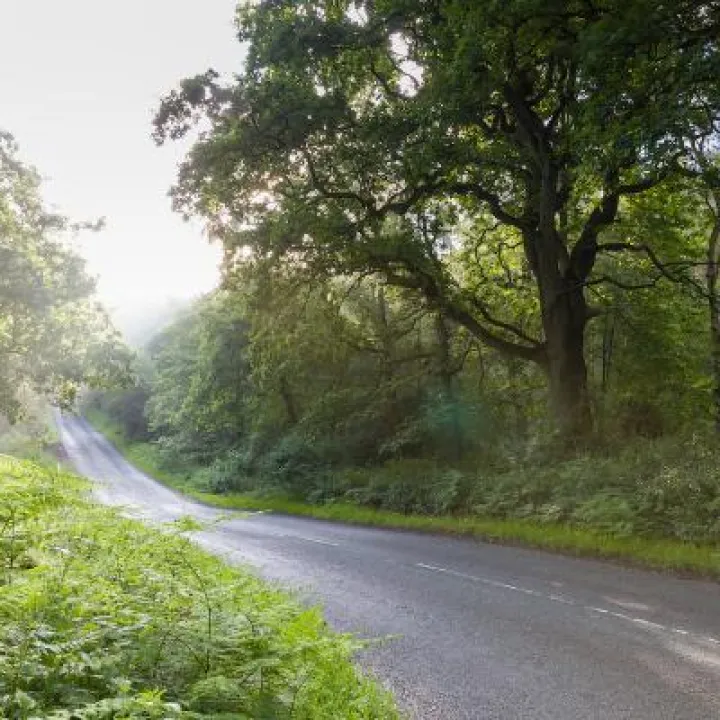 Road through Delamere Forest 2