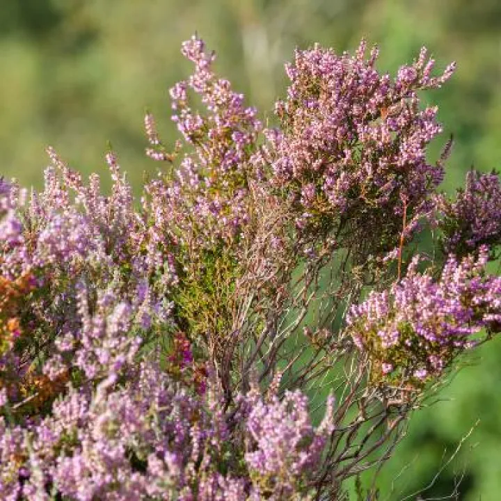 Maiden Castle in August 46